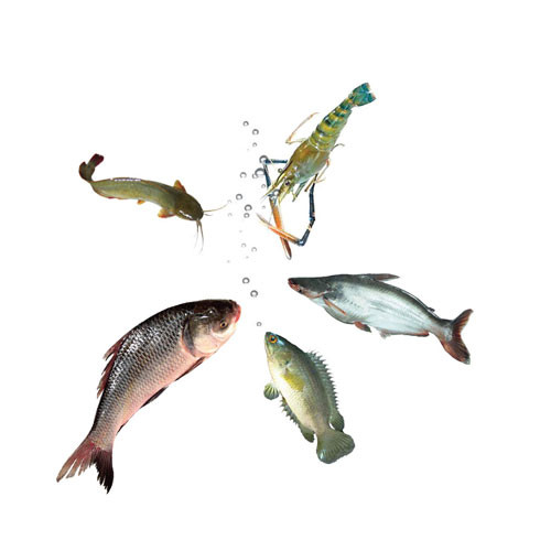 Green Oxy Care (Sodium-per-Carbonate, 13% Oxygen)